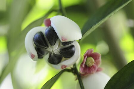 Amameshiba flowersの写真素材