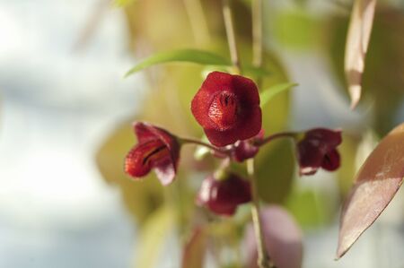 Esukinantsusu Torikororu flowersの写真素材