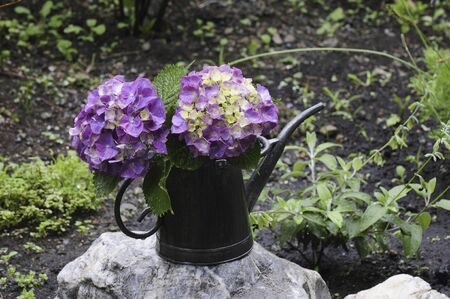 Flower arrangement hydrangea