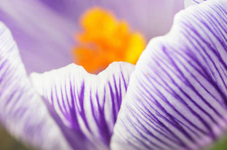 Up of Kurokusu flowersの写真素材