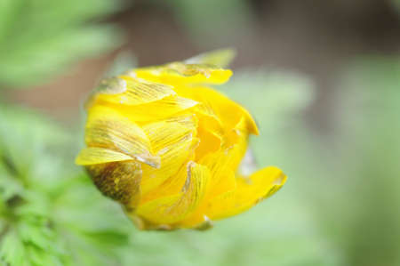 Amur adonis flowersの写真素材