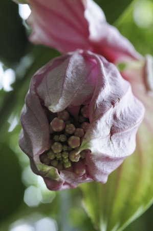 Medinilla Magnifica flowersの写真素材