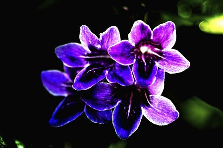 Digital flowersの写真素材