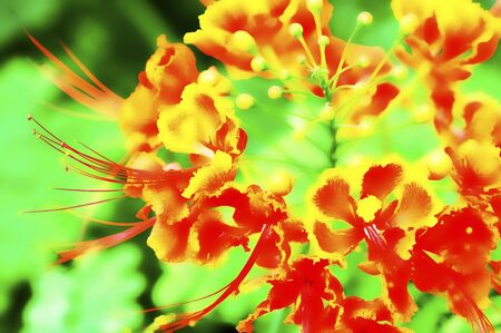 Flower artの写真素材