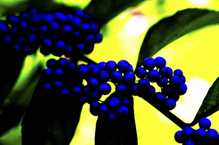 Flower artの写真素材