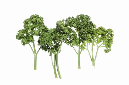 And parsley in white backの写真素材