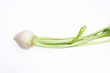 In white back of vegetables and turnipの写真素材