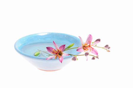 The arrangement of the white back little cuckoo flowersの写真素材