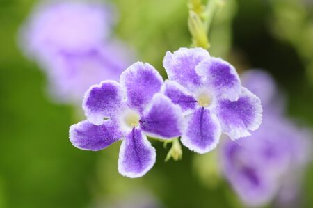 Tropical purple flowers Duranta erecta-Repensu