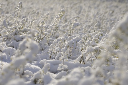Shepherd's purse and snowの写真素材