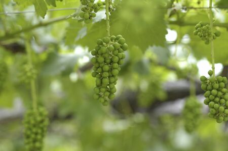 The grapesの写真素材