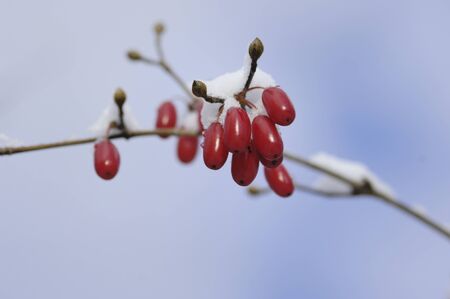 The fruit of Cornus officinalis snowの写真素材