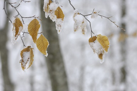 The snow on the leaves of the beechの写真素材