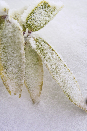 Rime iceの写真素材