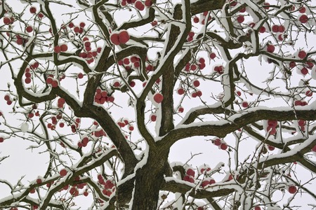 Indeed snow of persimmonの写真素材