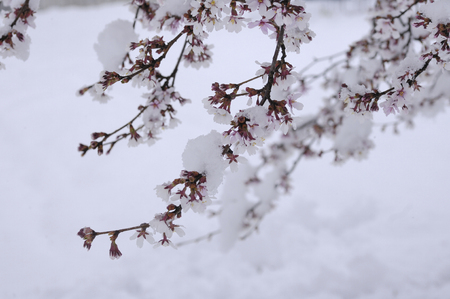 The snow in Sakuraの写真素材