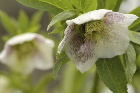 Christmas roseの写真素材