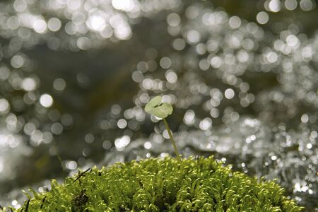 Umbellatumの写真素材