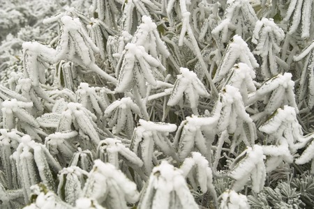 Rime iceの写真素材