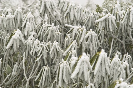 Rime iceの写真素材