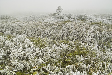 Rime iceの写真素材