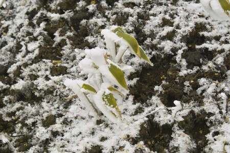 Rime iceの写真素材