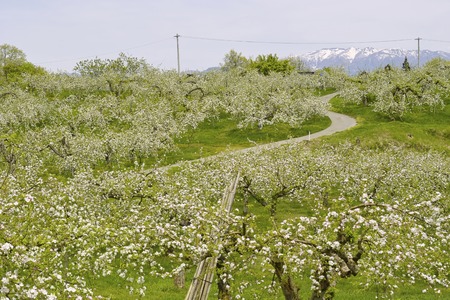 Apple Orchardの写真素材