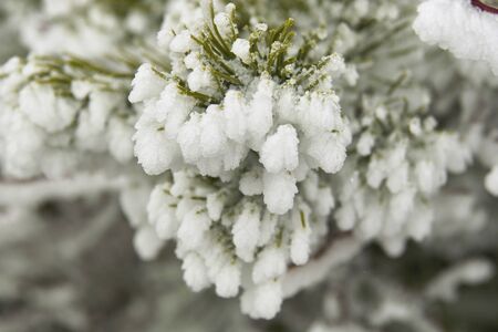 Rime ice