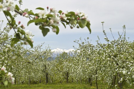 Apple Orchardの写真素材