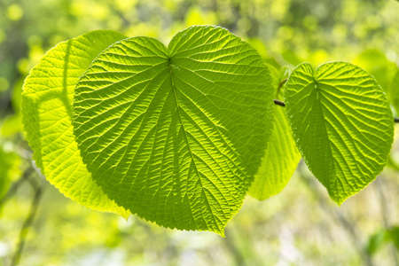 Viburnum furcatumの写真素材
