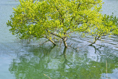 Willow Lakeの写真素材