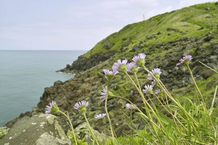 Misakiの写真素材