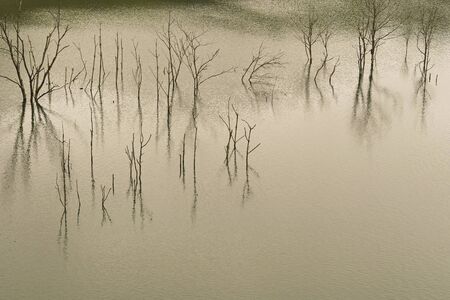 Tree of lakeの写真素材