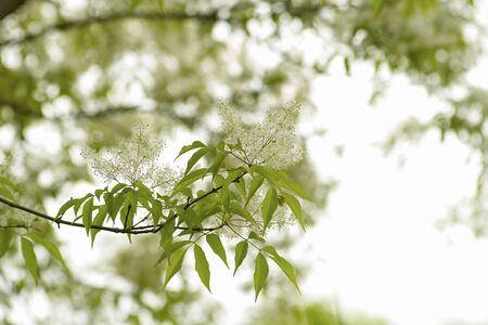 Inuzakuraの写真素材