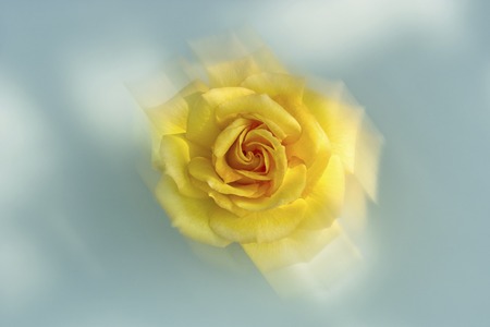 Yellow roseの写真素材