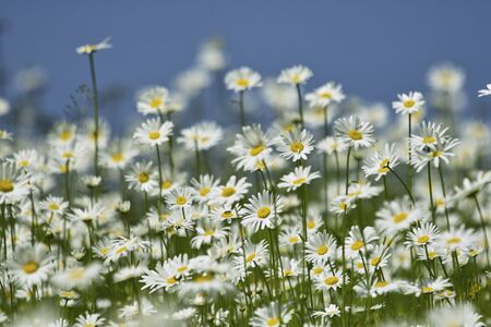 Pyrethrumの写真素材