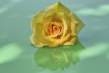 Yellow roseの写真素材
