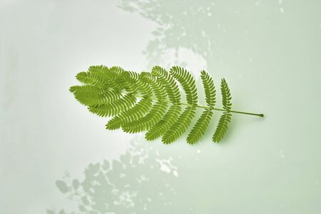 Leaves of silk treeの写真素材