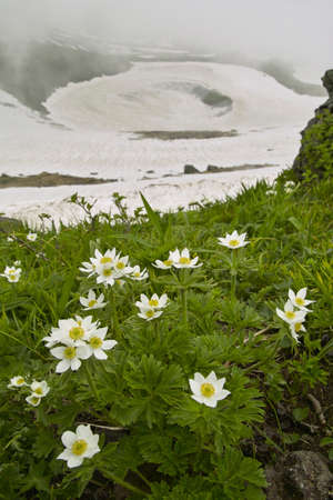 Anemone narcissifloraの写真素材