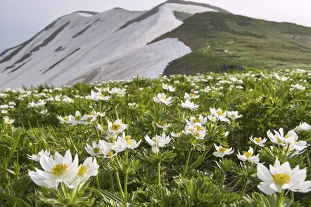 Anemone narcissifloraの写真素材