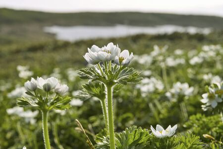 Anemone narcissifloraの写真素材