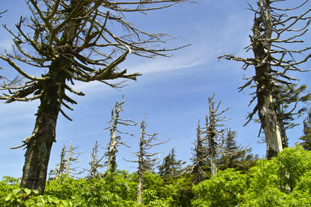 Abies mariesii forest