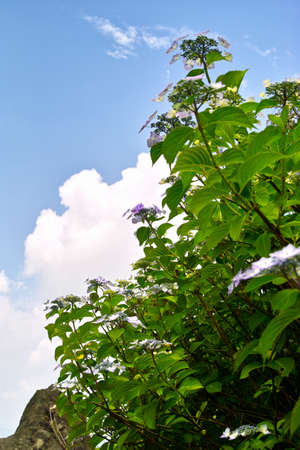 Hydrangea and skyの写真素材
