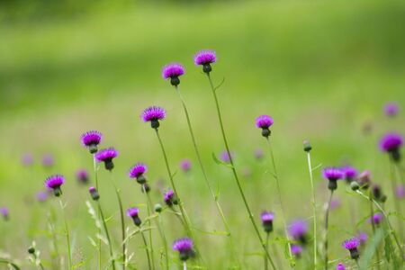 Thistleの写真素材