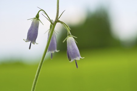 Tsuriganeninjinの写真素材