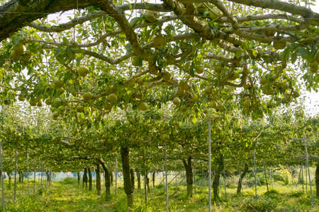 Lafranceの写真素材