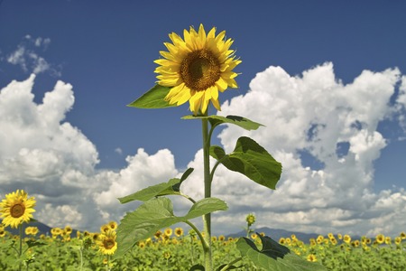 Sunflower field.の写真素材