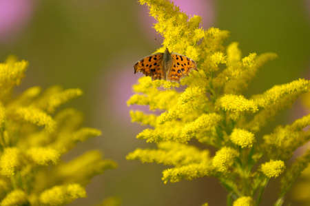 Key Nymphalidaeの写真素材