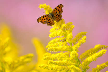 Key Nymphalidaeの写真素材