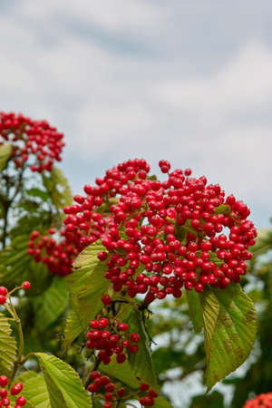 Viburnum fruitの写真素材